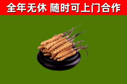 蕲春县回收冬虫夏草
